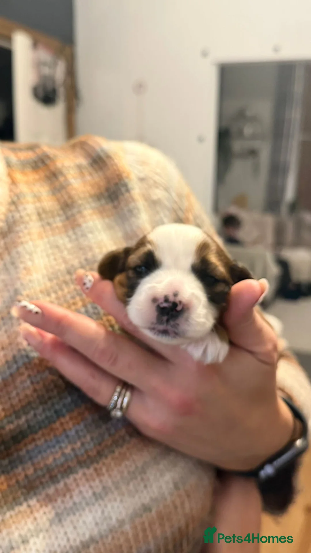 Tibetan Terrier dogs for sale: Kennel club registered Tibetan terrier puppies  - Advert 26