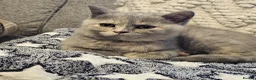 British Shorthair cats for sale: Stunning girl - Advert 5