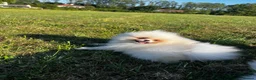 Pomeranian dogs for sale:     Luxury White Pomeranian Puppies  - Advert 14