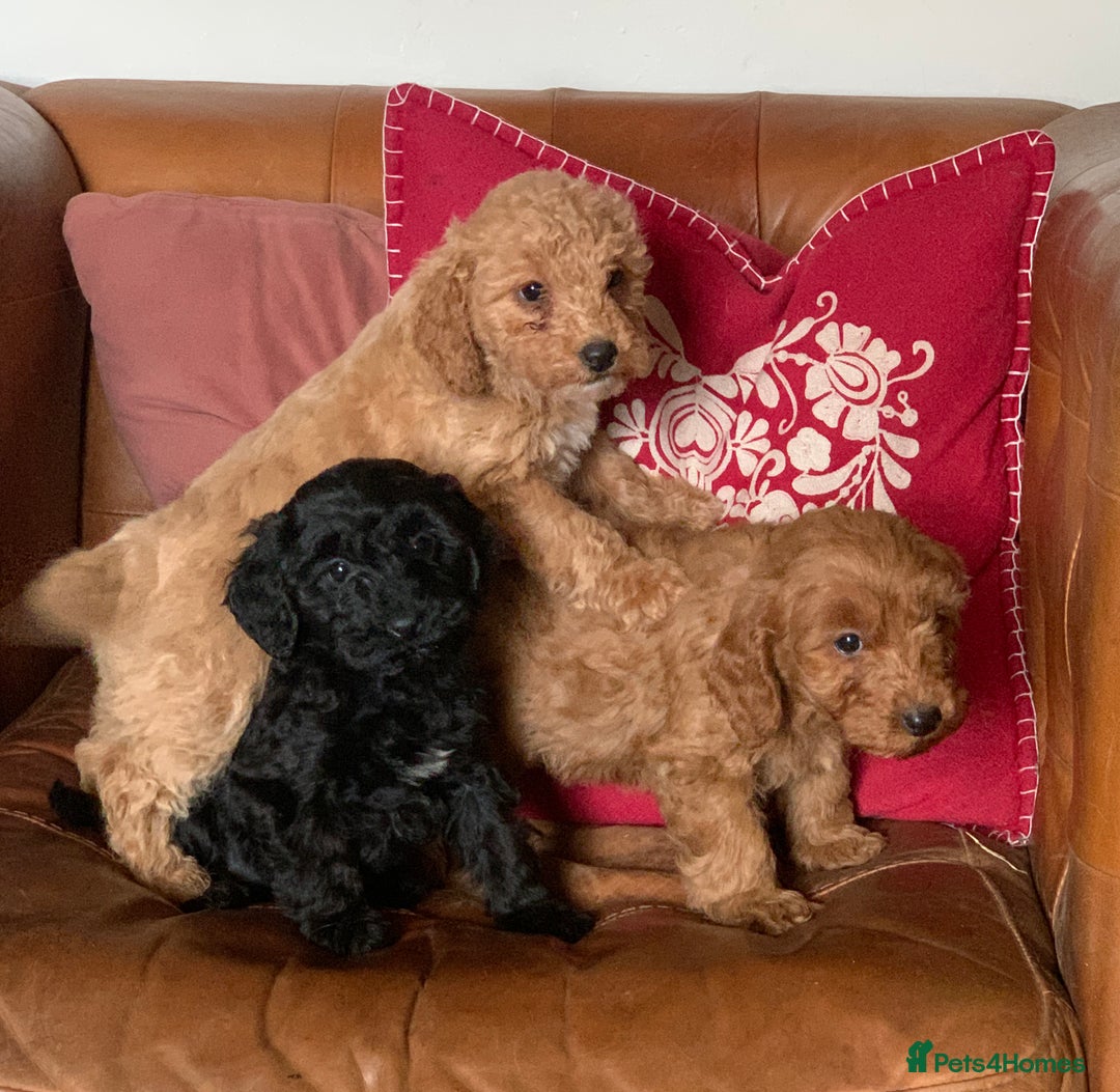 Cockapoo dogs for sale: Small Curly Cockapoo Puppies For Sale - Advert 12