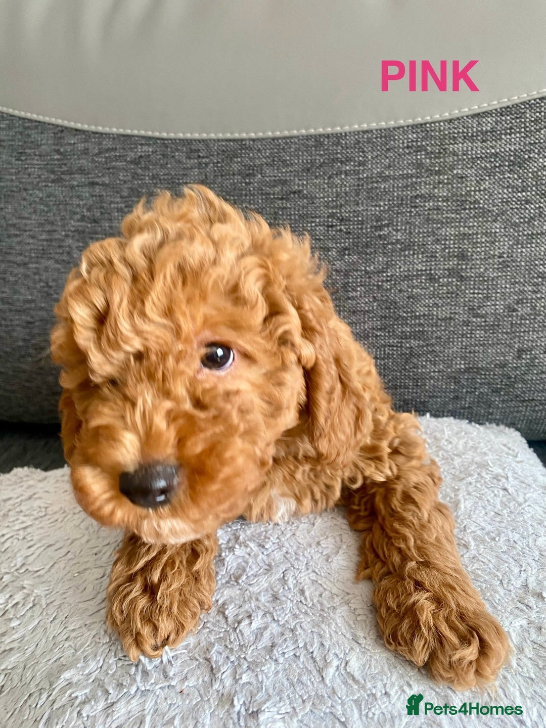 Cockapoo dogs for sale: Beautiful cockpoo boys for sale!! - Image 6