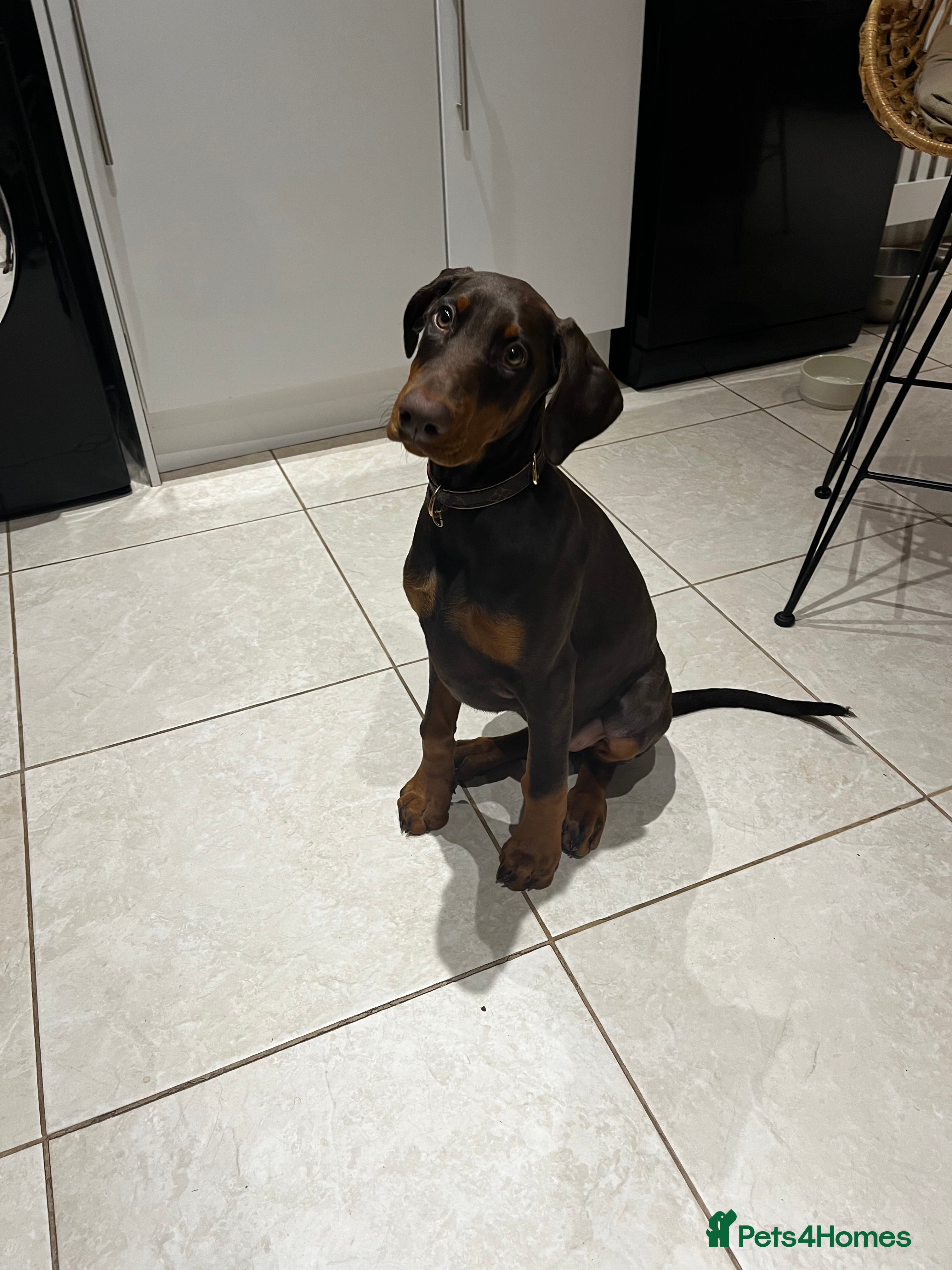 Dobermann dogs beautiful kc reg choc & Tan female 14 weeks 🏆  - Advert 2