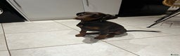 Dobermann dogs for sale: beautiful kc reg choc & Tan female 14 weeks 🏆  - Advert 1