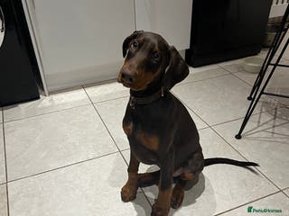 Dobermann dogs beautiful kc reg choc & Tan female 14 weeks 🏆 - Advert 2