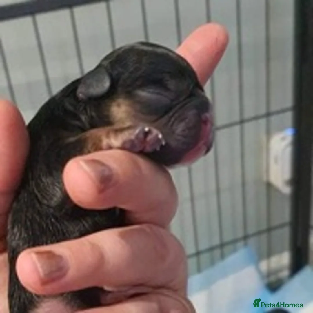 French Bulldog dogs for stud: Bruce blue and tan french bulldog in Sheffield - Advert 5