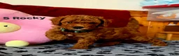 Toy Poodle dogs for sale: Toy Poodle  - Advert 13
