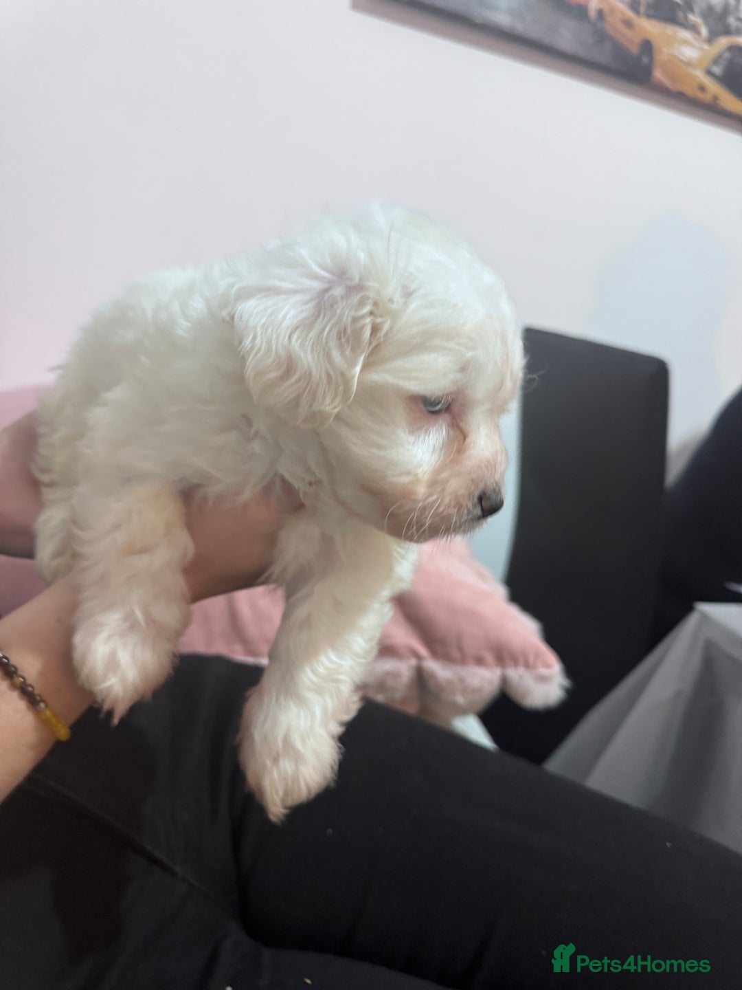 Bichon Frise dogs for sale: Adorable Puppies Ready for Their Forever Homes  - Image 6