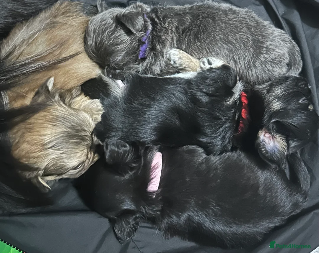 Chihuahua dogs for stud: kc lilac long haired chihuahua for Stud in South Shields - Advert 21