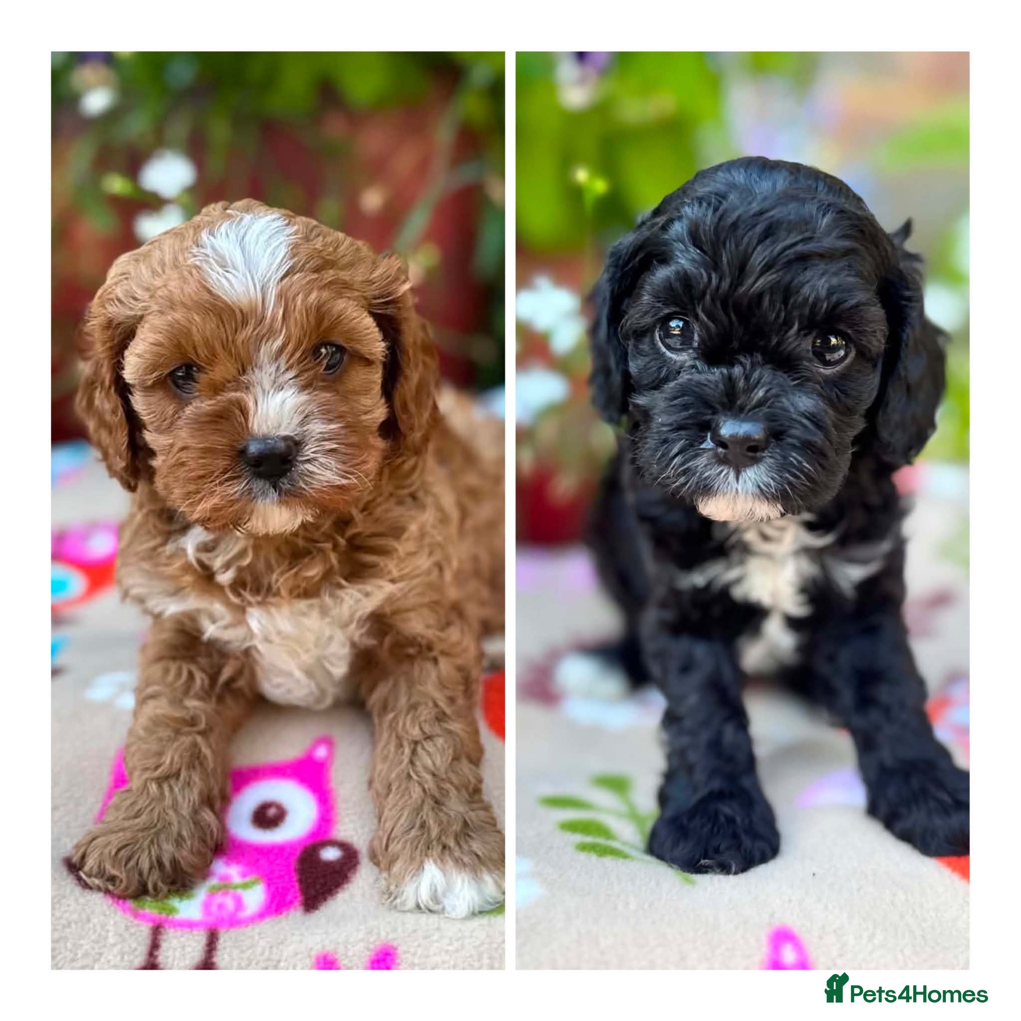 Cavapoo dogs Quality true mini Cavapoo pups DNA tested parents. - Advert 1