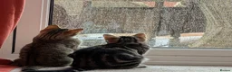 Mixed Breed cats for sale: Two kittens sisters, mixed breed. Selling together - Advert 5