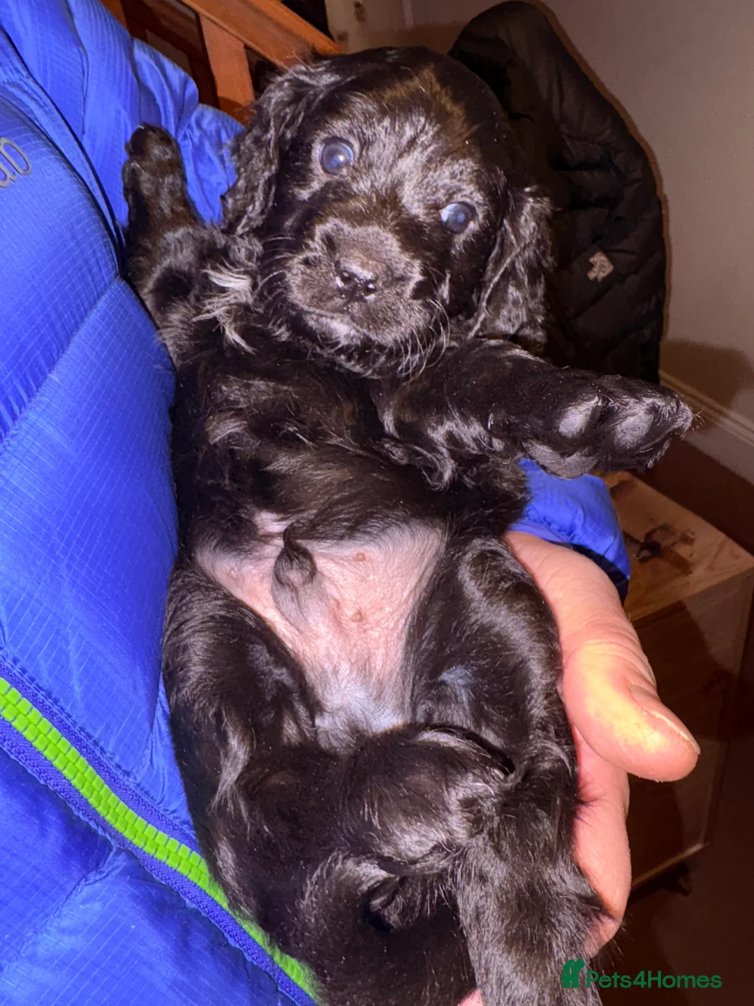 Mixed Breed dogs for sale: Beautiful Cavapoo puppies  - Advert 23