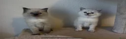 Persian cats for sale: Persian-Ragdoll Kittens - Affectionate and Fluffy - Advert 3
