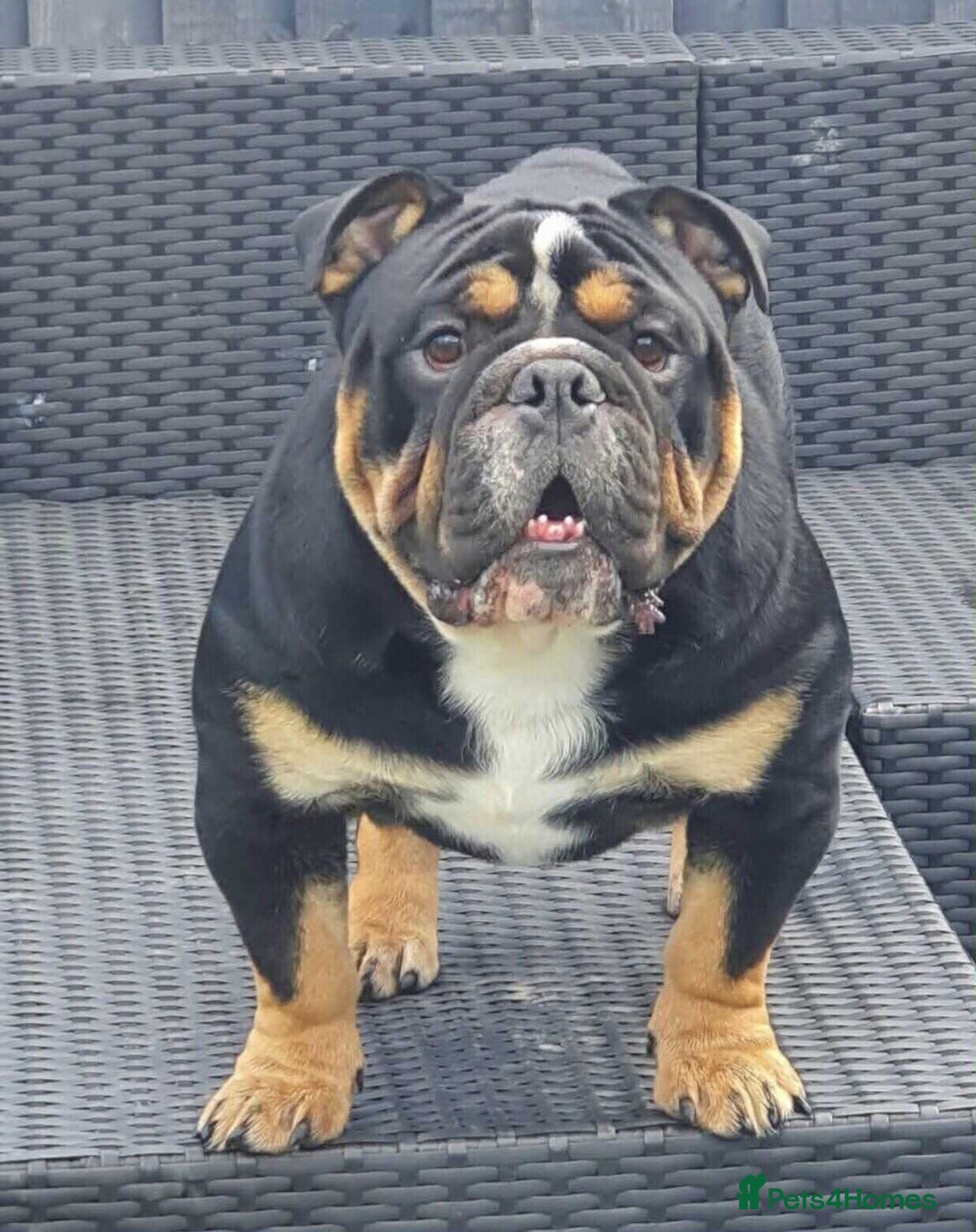 Olde English Bulldogge dogs for sale: Olde english bulldogge puppies  - Advert 2