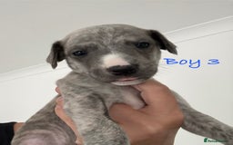 Whippet dogs for sale: KC Registered Whippet Puppies - Image 14