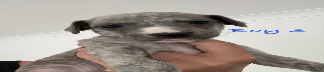 Whippet Puppy 3