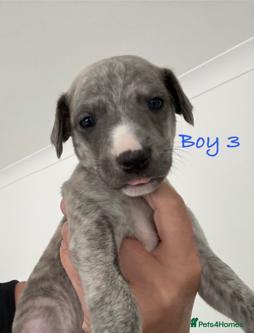 Whippet dogs for sale: KC Registered Whippet Puppies - Image 14