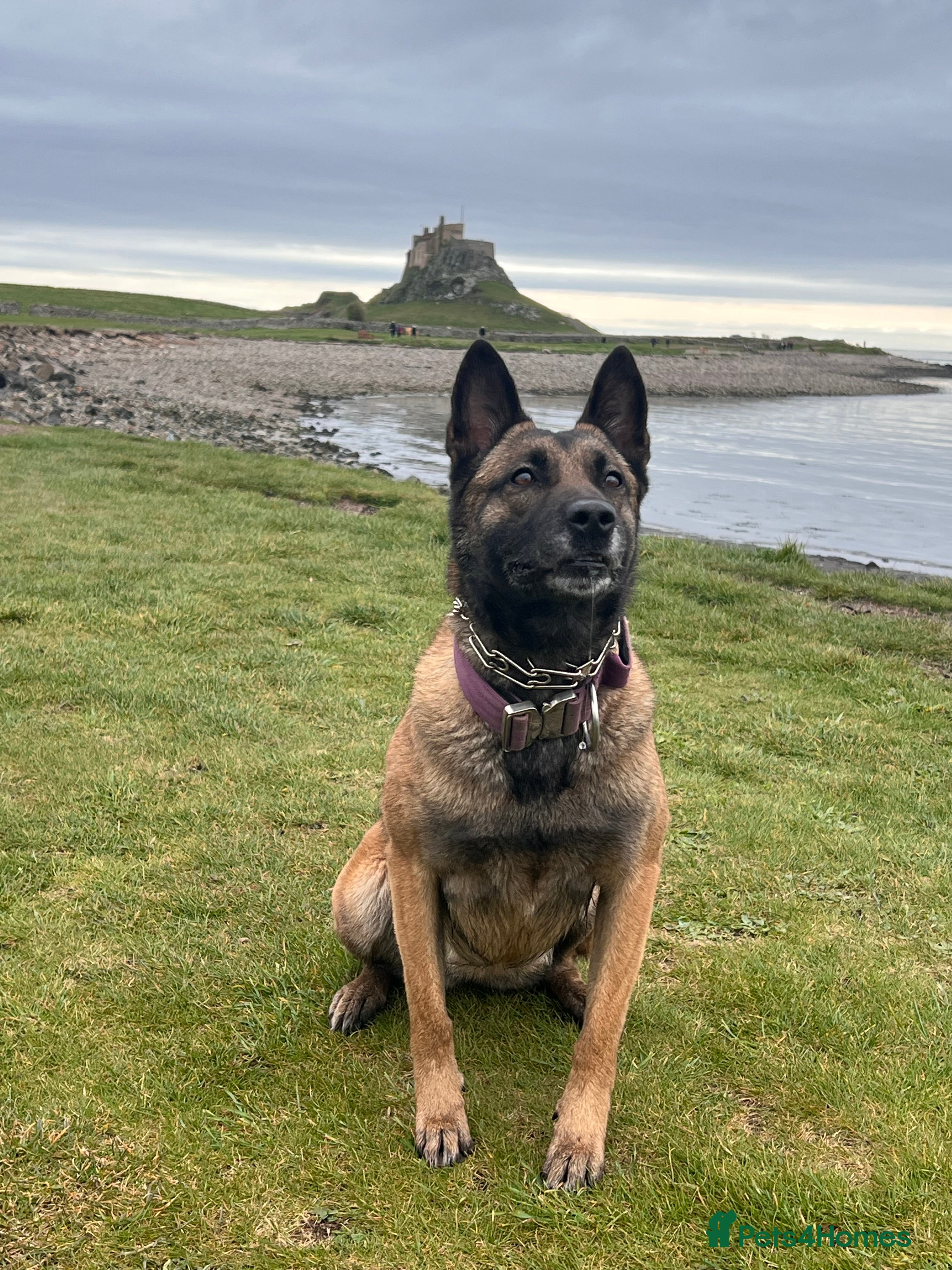 Mixed Breed dogs Belgium Malinois x Dutch Herder Puppies - Advert 1