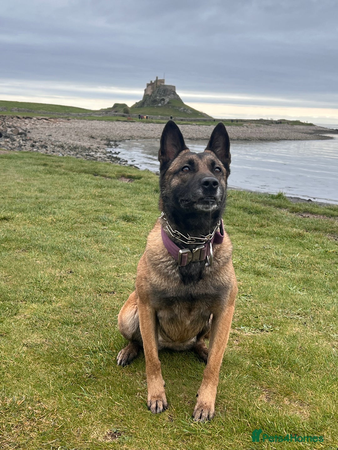 Mixed Breed dogs for sale: Belgium Malinois x Dutch Herder Puppies - Advert 1