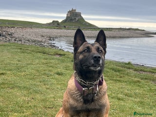 Mixed Breed dogs Belgium Malinois x Dutch Herder Puppies - Advert 1