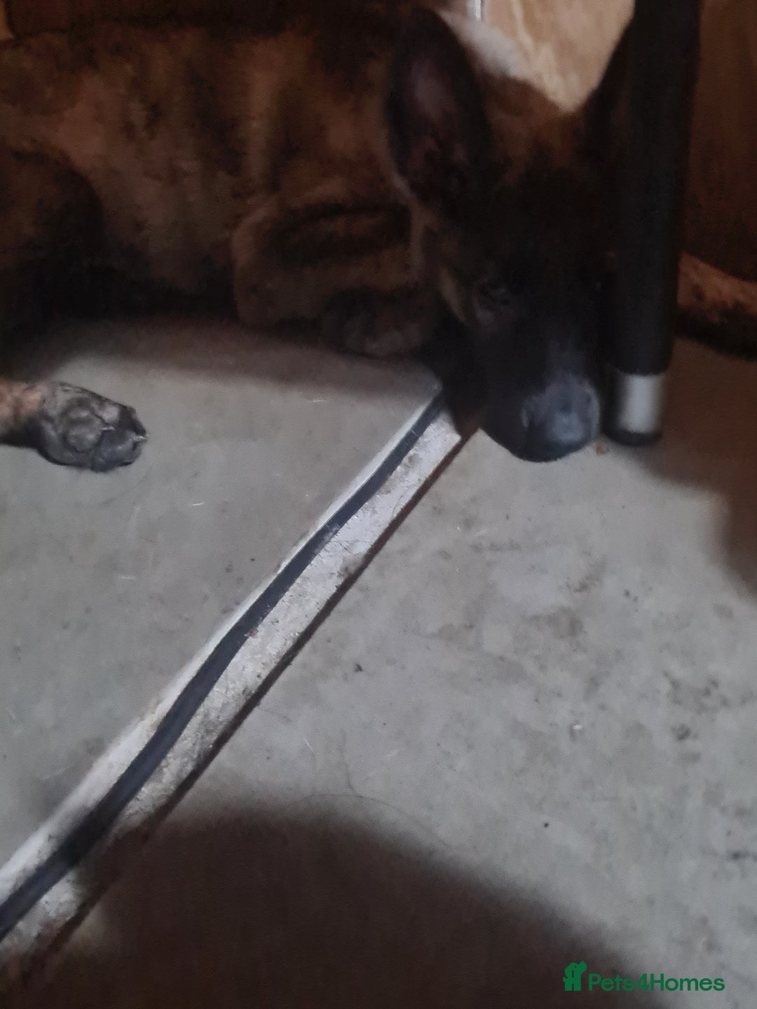 German Shepherd dogs for sale: German sheperd puppies in Rotherham - Image 6
