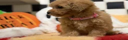 Poochon dogs for sale: Stunning litter of poochons ready now - Advert 17