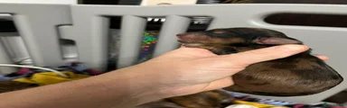 Dachshund 1