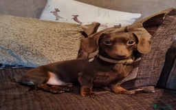 Miniature Dachshund dogs for stud: Mini smooth haired  - Image 4