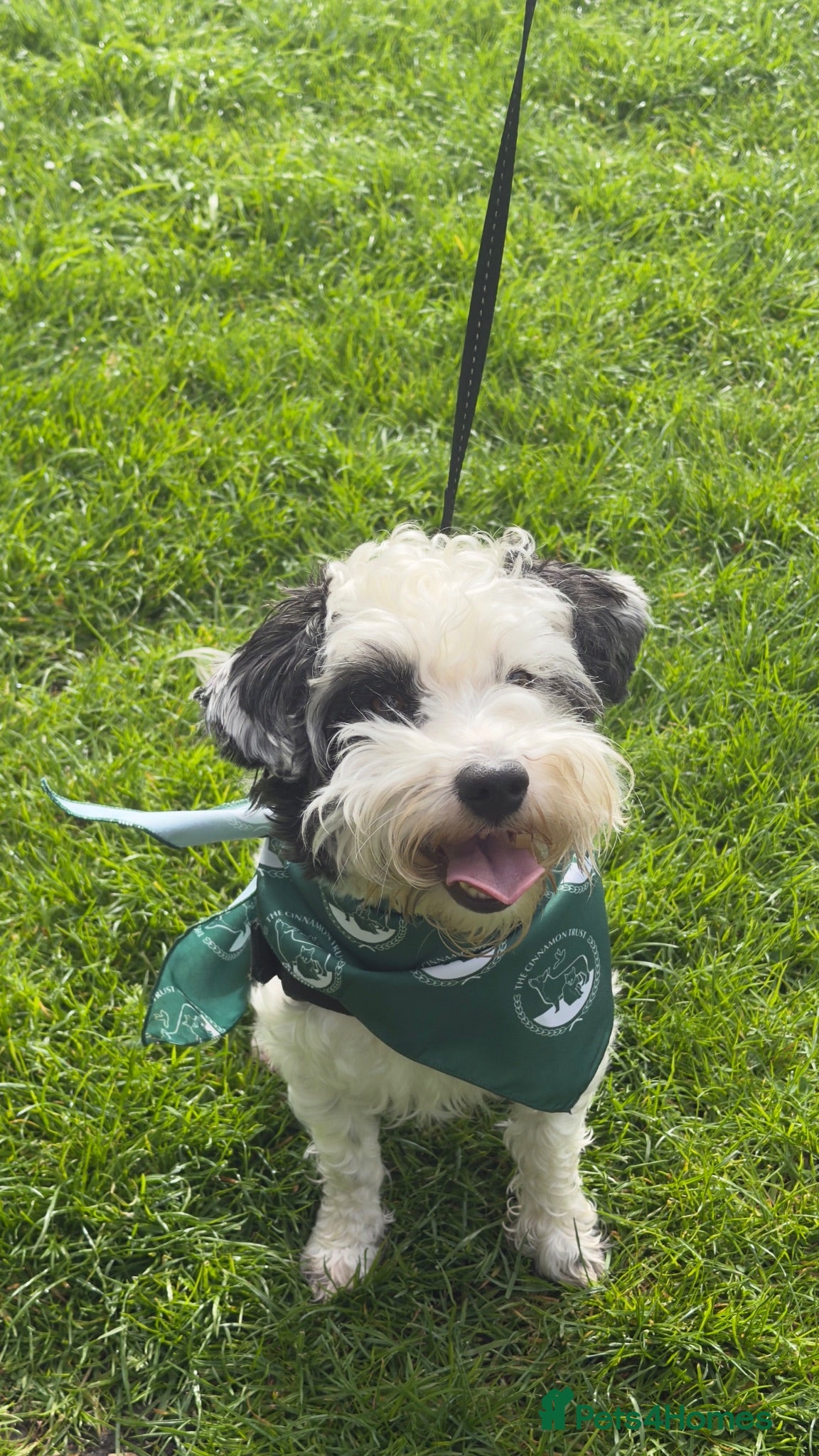 Jackapoo dogs Stud Male Jackapoo 4y/o  - Advert 1