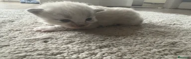 Mixed Breed Kitten 4