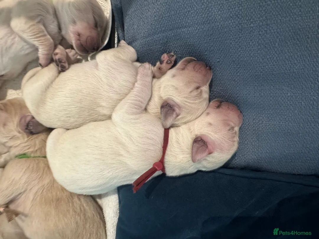 Golden Retriever dogs for sale: Golden retriever puppies - Advert 1
