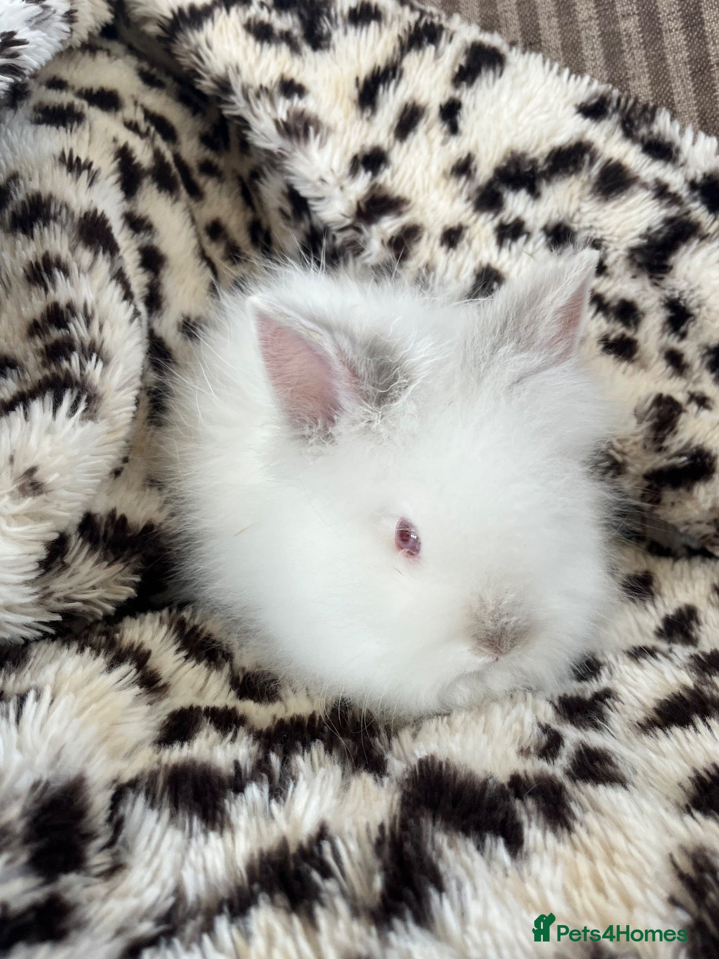 Lionhead rabbits 🐰 Full Double Main Lionhead Bunnies 🐰  - Advert 1