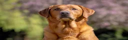 Labrador Retriever dogs for stud: Fox Red Labrador Stud - Jackson  - Advert 13