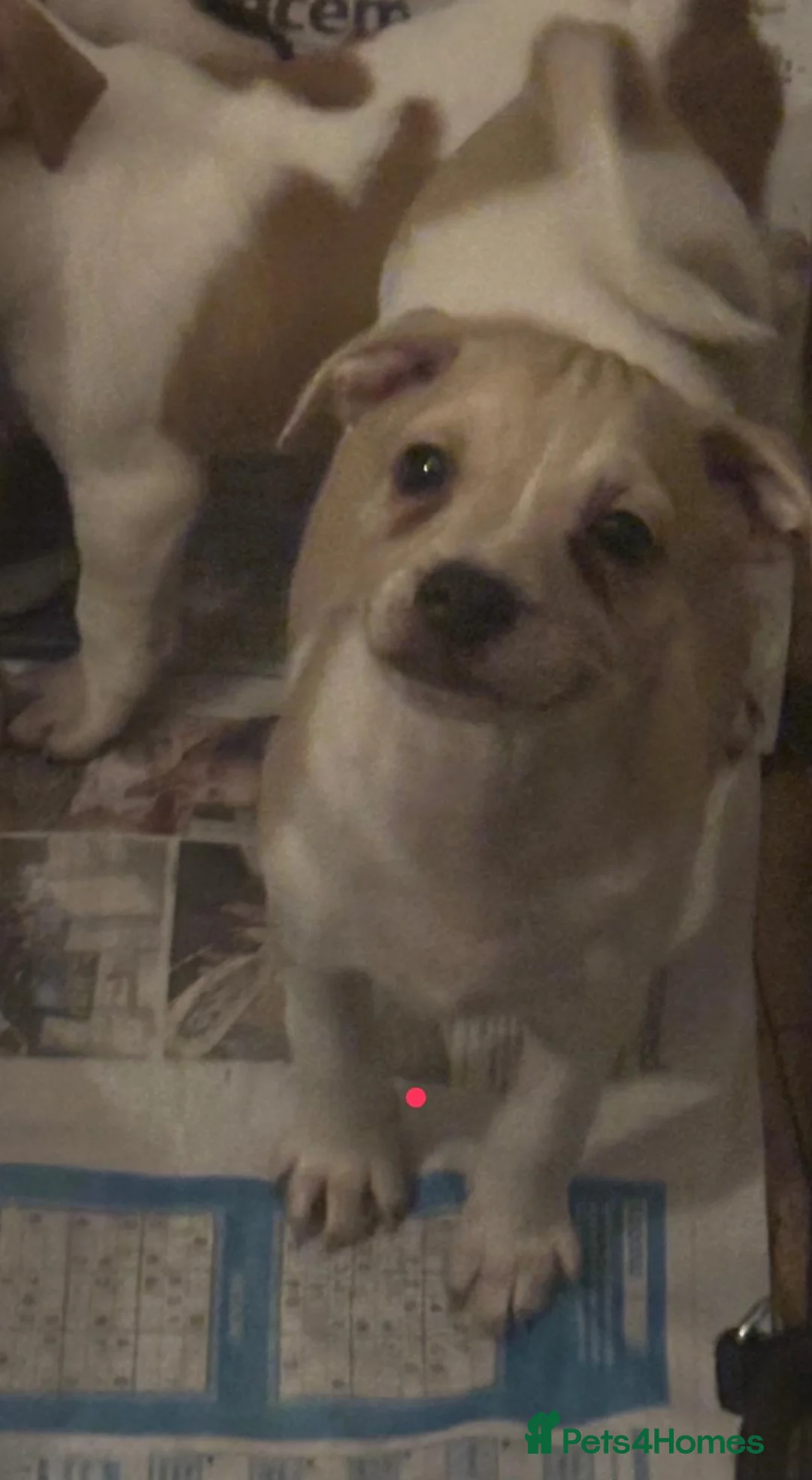 Jack Russell dogs for sale: Jack Russel pups  - Advert 3