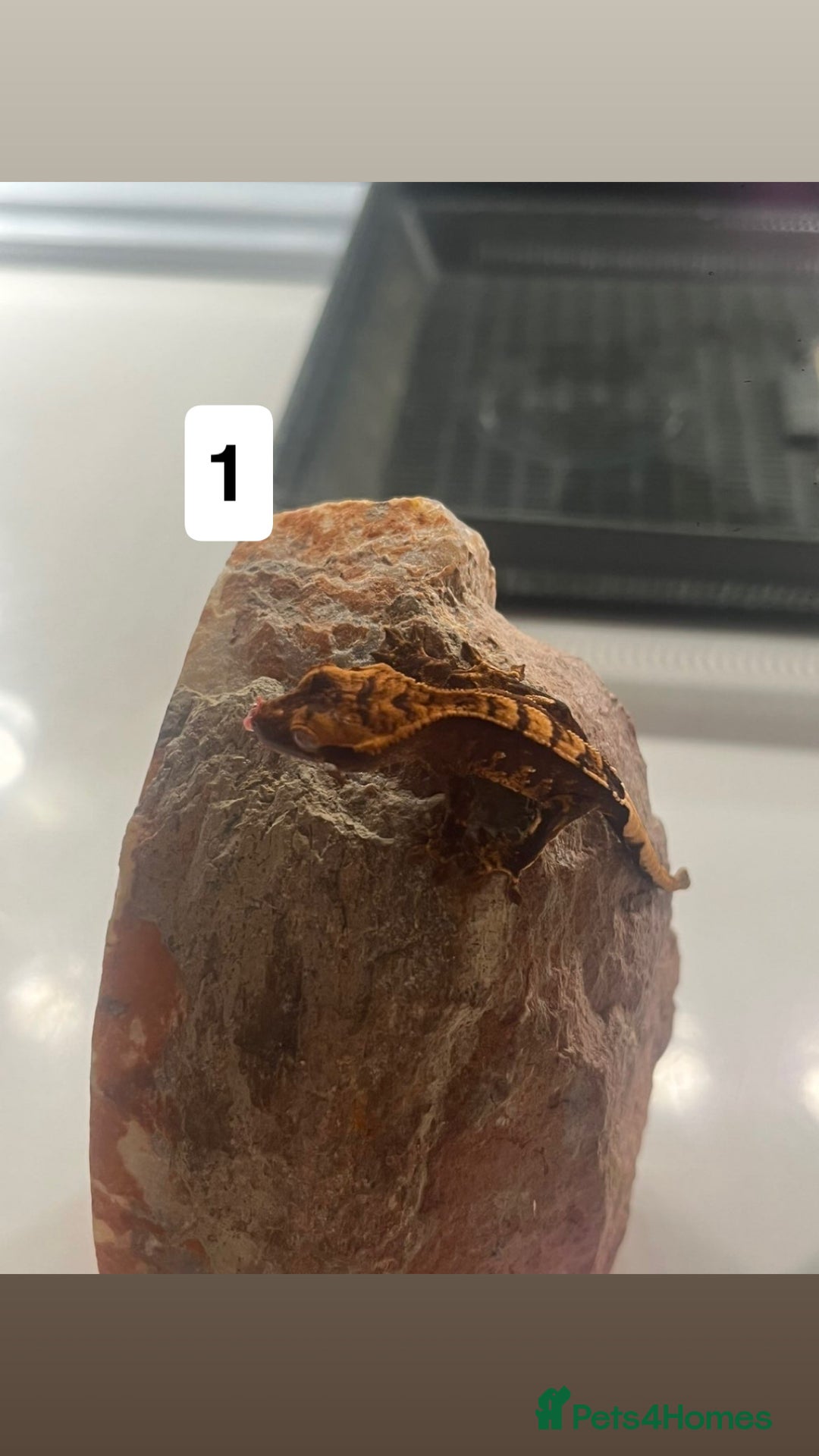 Gecko reptiles for sale: Crested gecko babies  - Advert 2