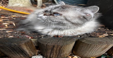 Persian cats - Advert 2