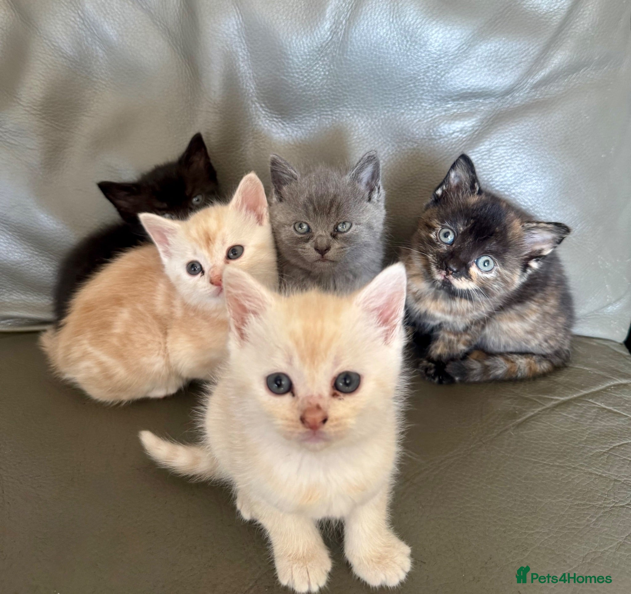 Exotic cats Adorable kittens - Advert 1