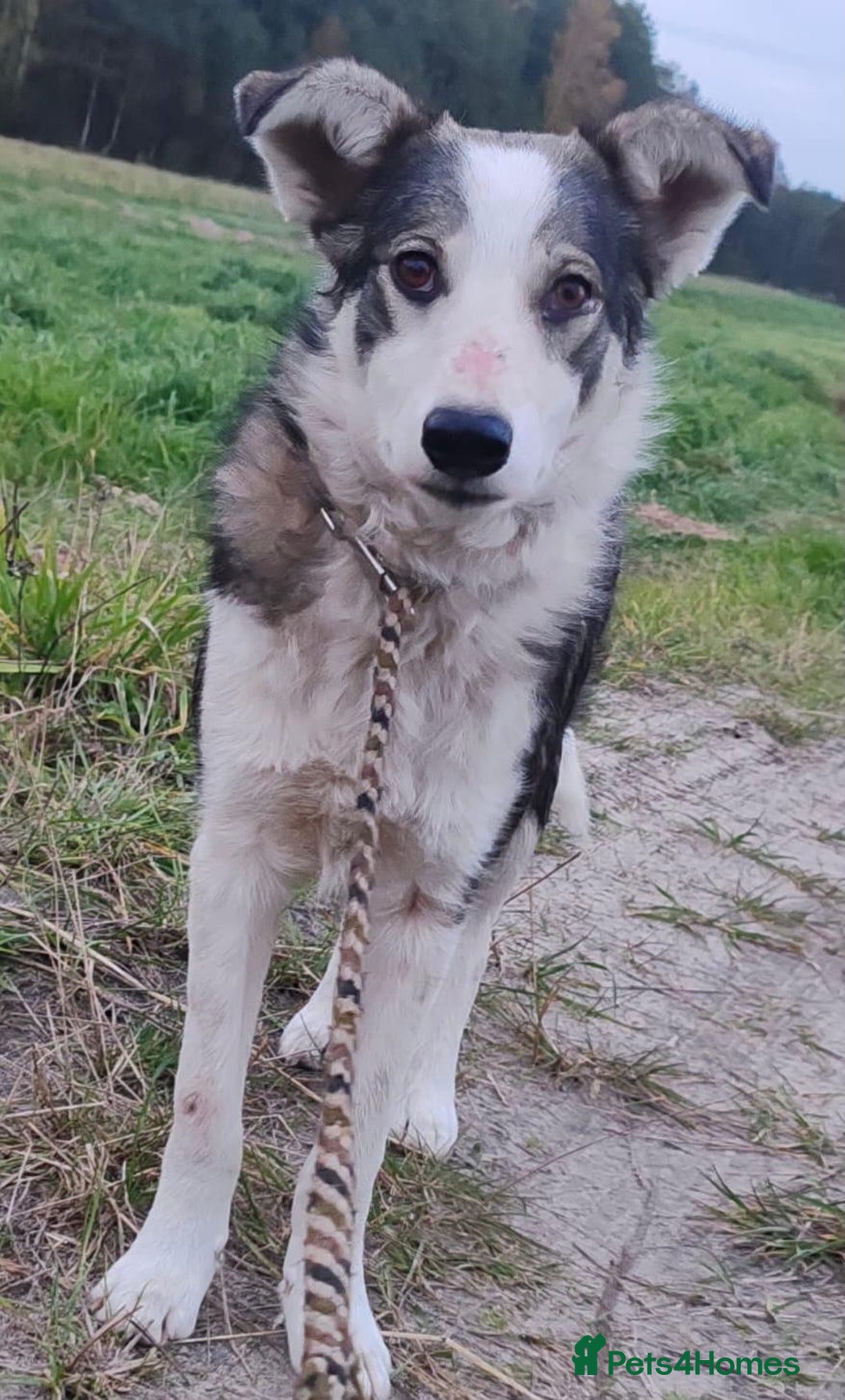 Border Collie dogs for adoption: DANNY – Border Collie (Male) - Advert 2