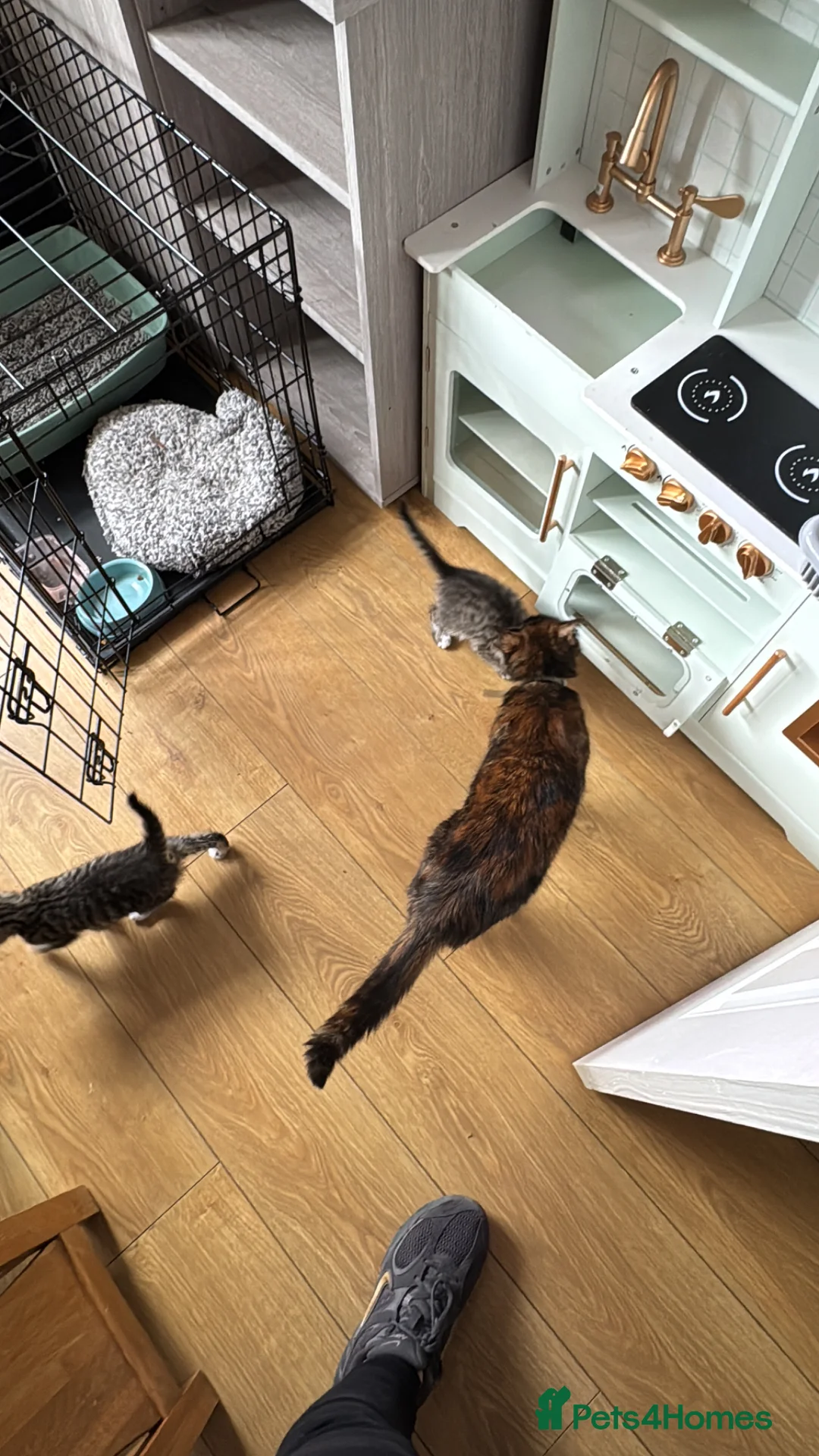 Mixed Breed cats for sale: Last remaining kittens  in Stockton-on-Tees - Advert 6