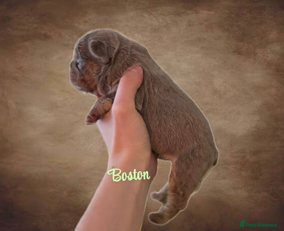 French Bulldog dogs for sale: Kc registered new shade french bulldog puppies  - Advert 14