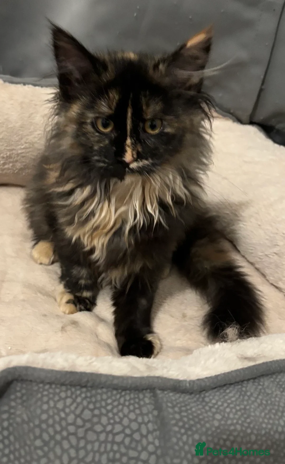 Maine Coon cats for sale: Large Maine Coon Female Kitten – Tortoiseshell - Advert 3