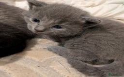Mixed Breed cats for sale: Gorgeous kittens ready July 23rd - Image 23