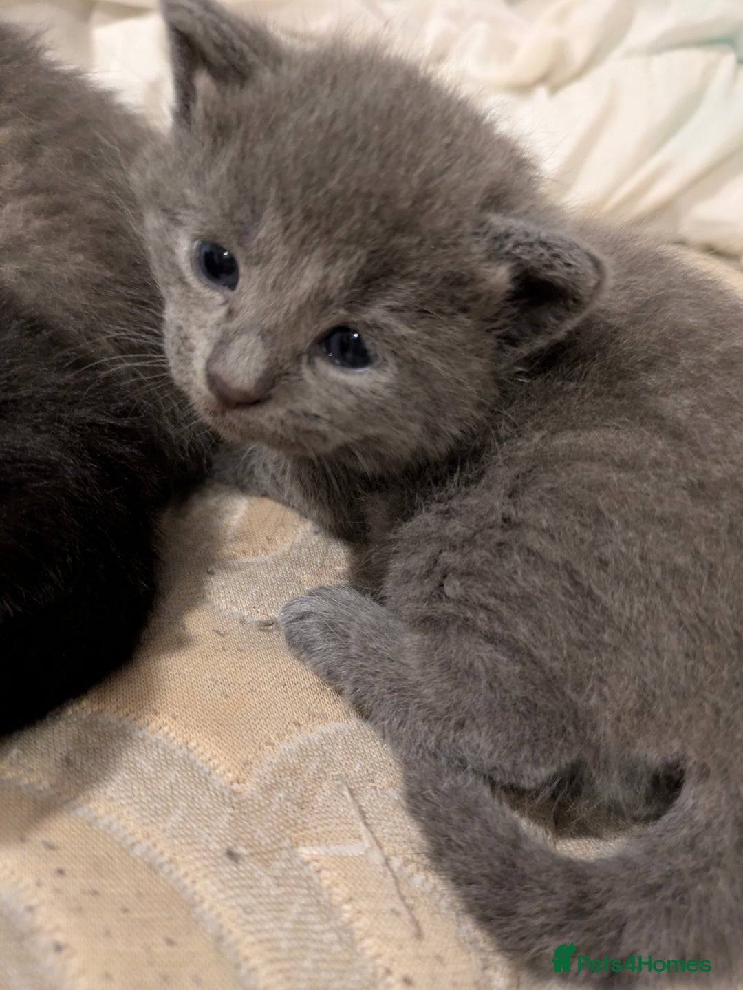 Mixed Breed cats for sale: Gorgeous kittens ready July 23rd - Image 23