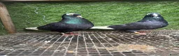 Pigeons birds for sale: Strong Healthy Pigeons £70 Pair - Advert 34
