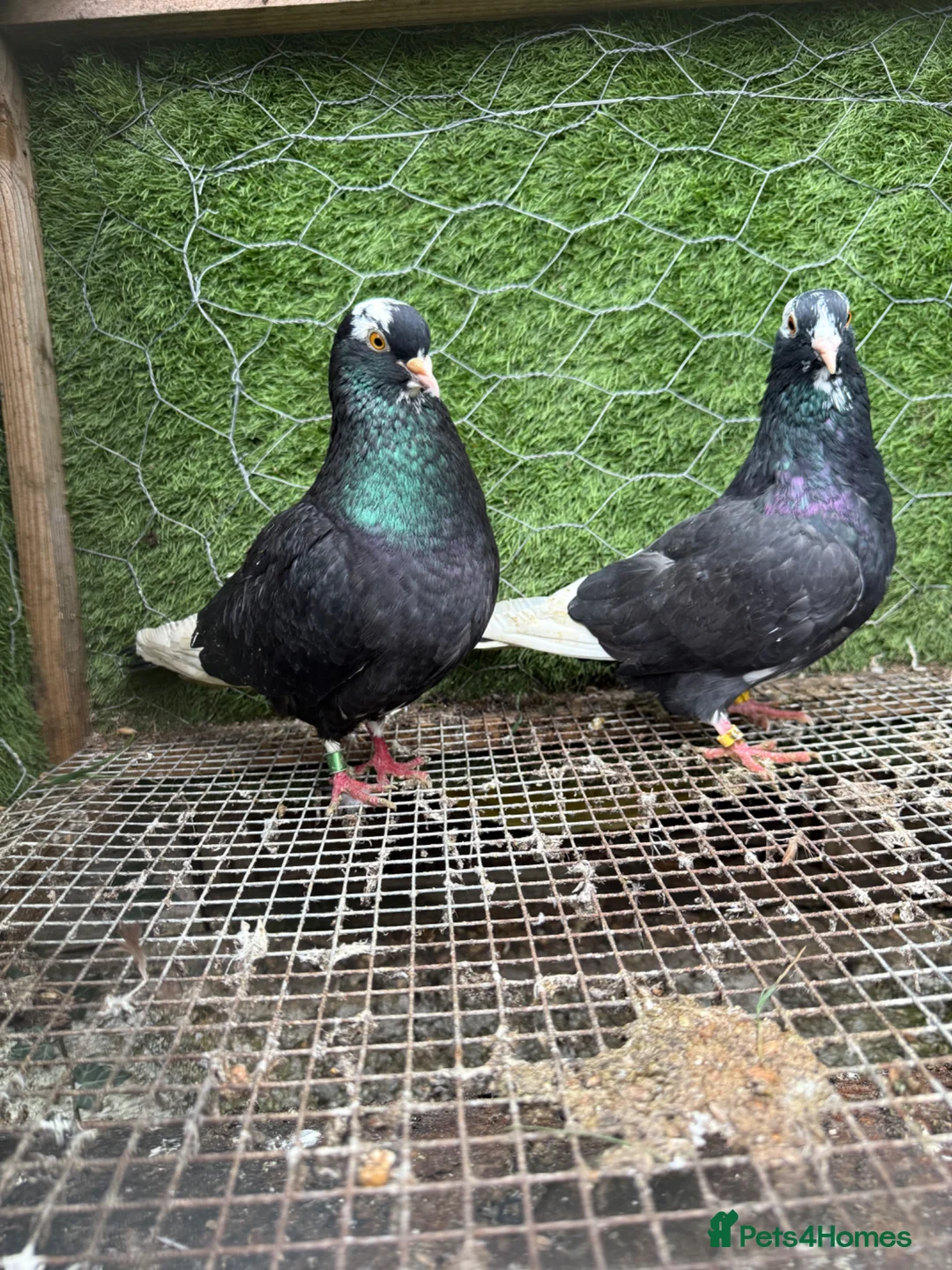 Pigeons birds for sale: Strong Healthy Pigeons £70 Pair - Advert 34