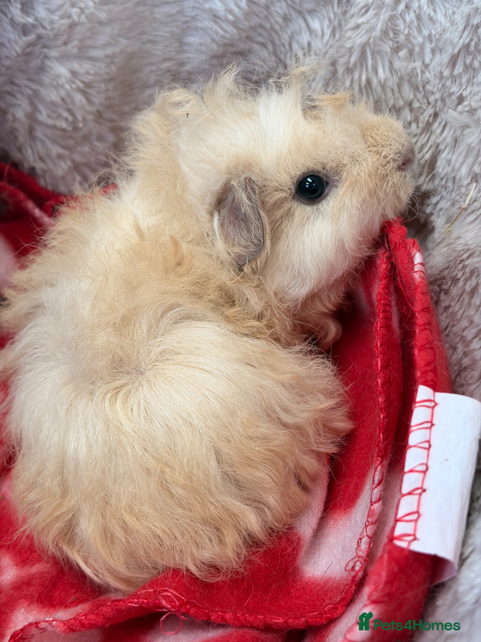 Guinea Pig rodents for sale: BEAUTIFUL BABY BOY GUINEA PIGS - Advert 16