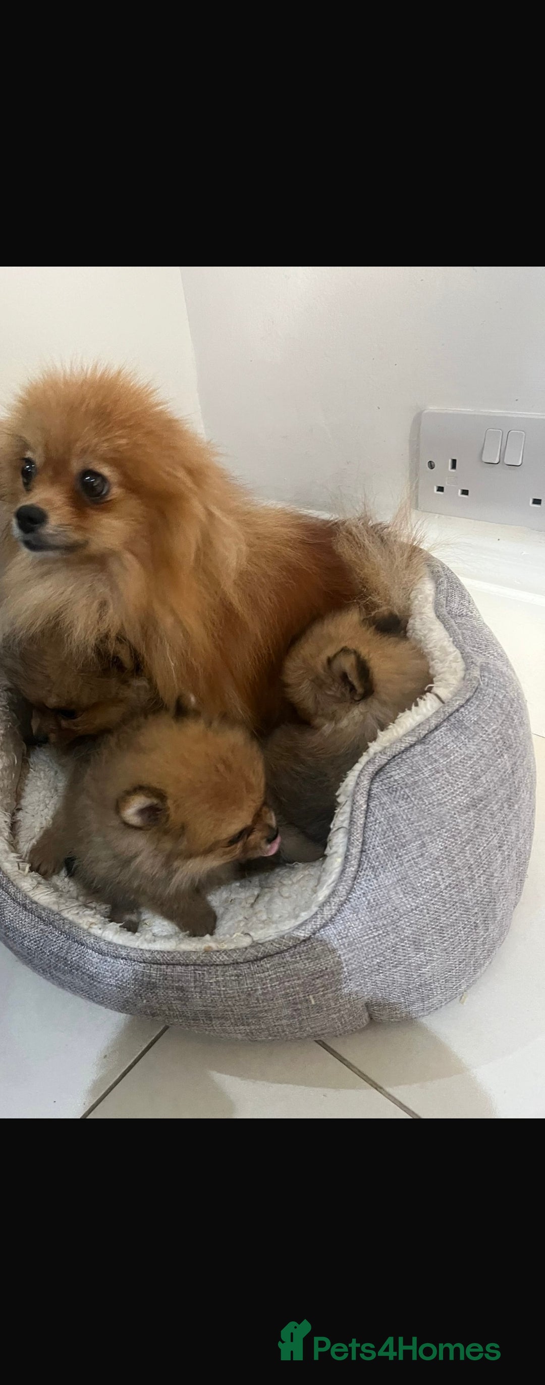 Pomeranian dogs for sale: Miniature Pomeranian  - Image 10