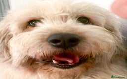 Mixed Breed dogs for adoption: OLIVE - Looking for experienced owners. - Image 2