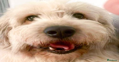 Mixed Breed dogs - Advert 2