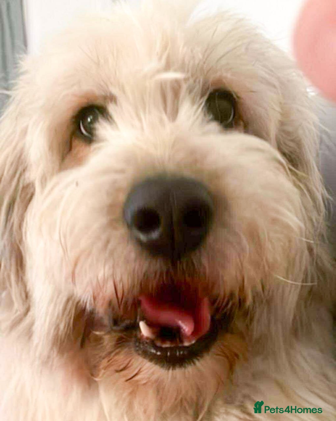 Mixed Breed dogs for adoption: OLIVE - Looking for experienced owners. - Image 2
