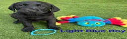 Labrador Retriever dogs for sale:  KC Black Labradors – 4 Boys & 2 Girls Available🐶 - Advert 26